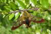 Hemaris fuciformis